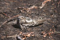 Common Nighthawk - Emily Upham-Mills