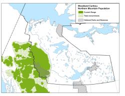 northern mountain caribou - range map