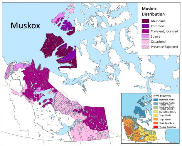 Muskoxen Distribution by Ecoregion Map - Northwest Territories