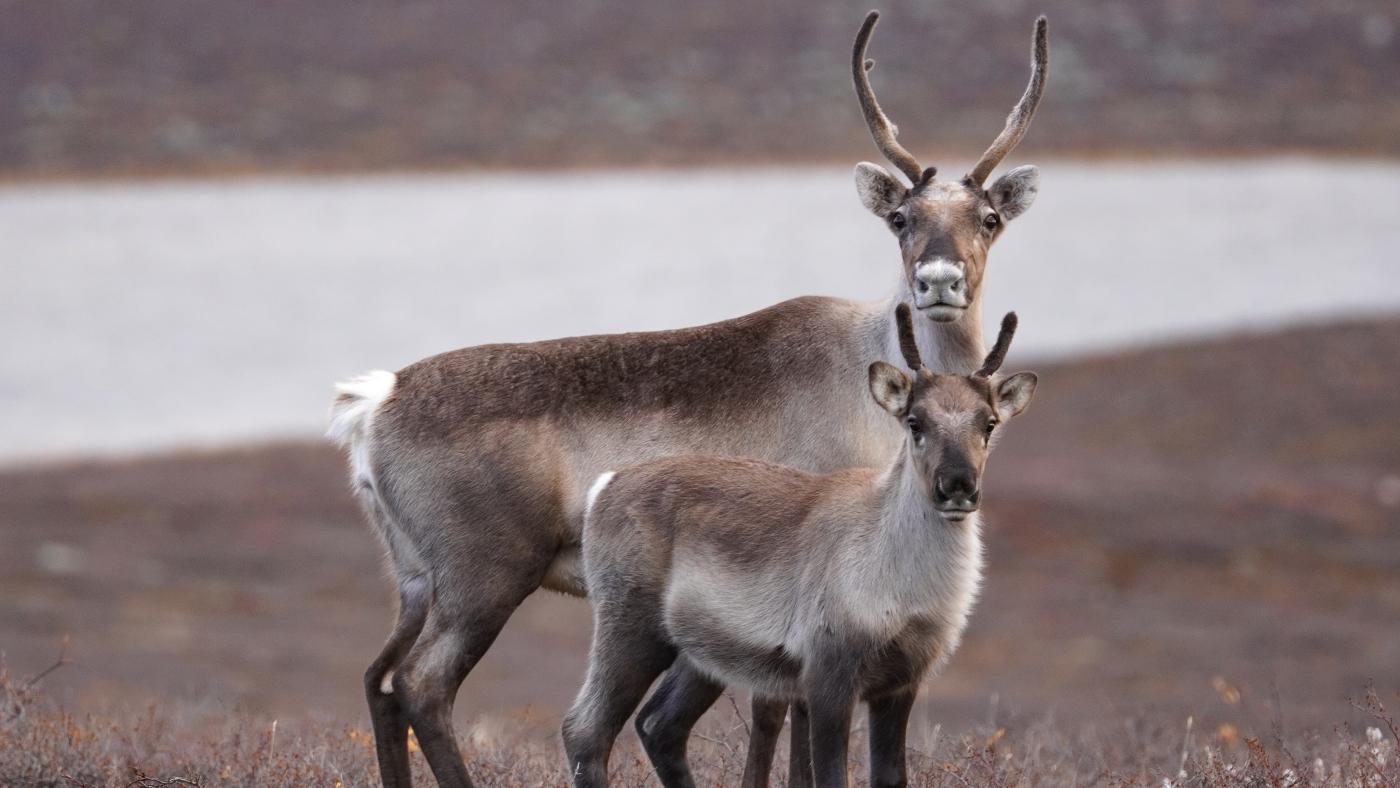 Beverly caribou, Lac de Gras, NWT. Credit: Petter Jacobsen