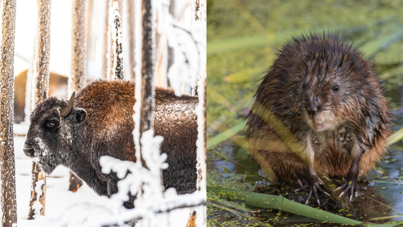 bison_-_muskrat