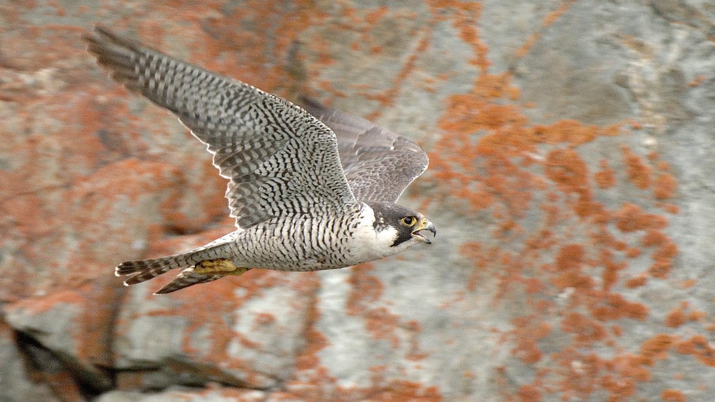 Peregrine falcon - Credit: Gordon Court