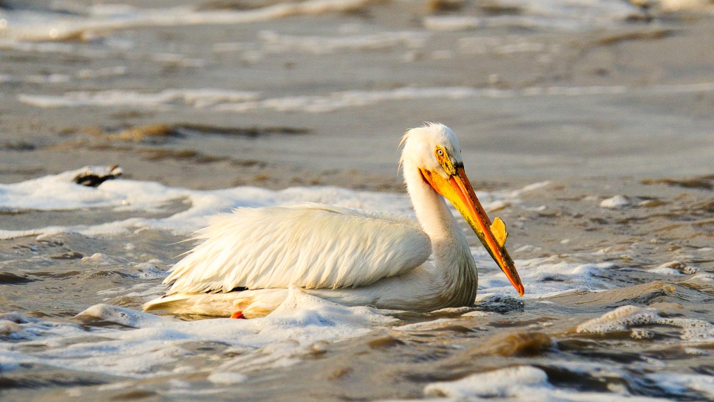 American White Pelican - John David McKinnon