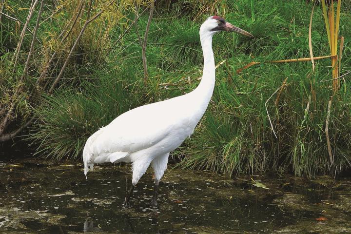 whooping_crane_b_johns
