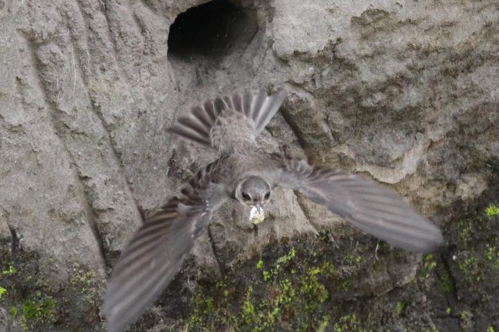 Bank Swallow - Kevin Kardynal