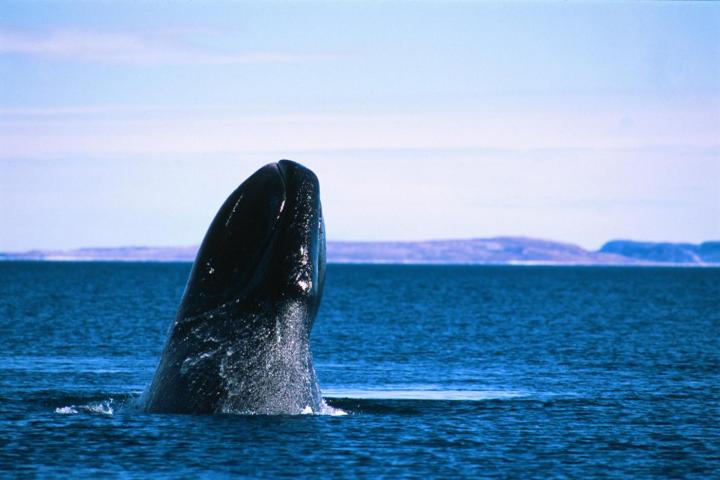 Bowhead Whale - L Dueck