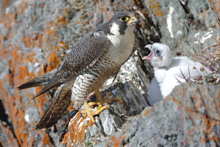 Peregrine falcon nest - Credit: Gordon Court