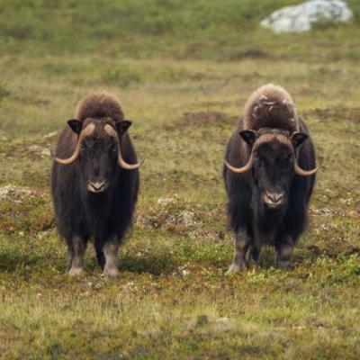 Photo: Muskox, Joel Koop