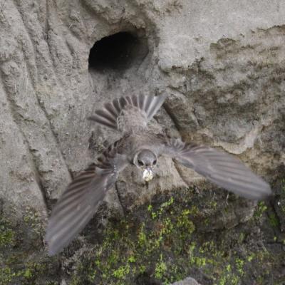 Bank Swallow - Kevin Kardynal