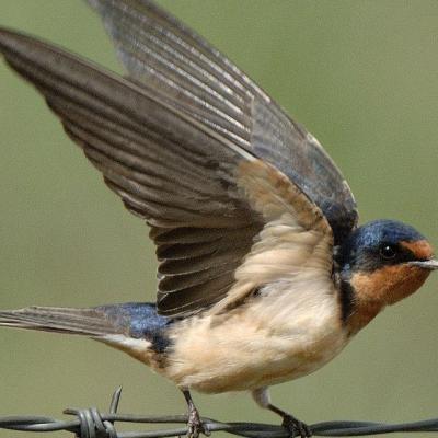 Barn Swallow - Gordon Court