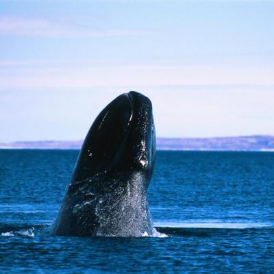 Bowhead Whale - L Dueck