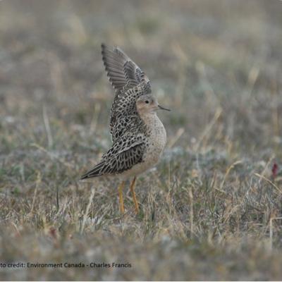Buff-breasted Sandpiper - Charles Francis/ECCC