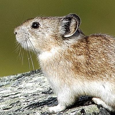 Collared Pika - John Nagy/GNWT