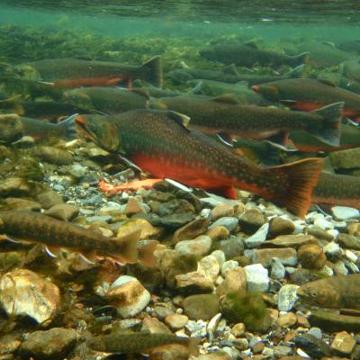 Dolly Varden - Neil Mochnacz, DFO