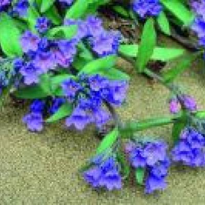 Drummond Bluebell - Jo Overholt