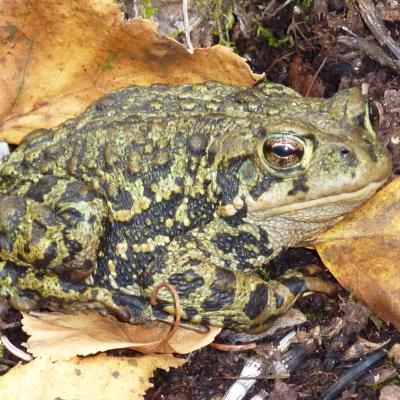 Western Toad - Floyd Bertrand