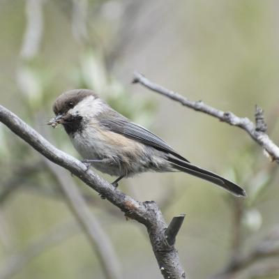 Gray-headed Chickadee - Aaron Lang_Cornell Lab of Ornithology Macaulay Library