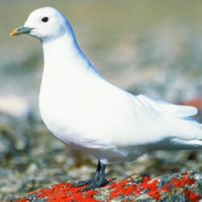 Ivory Gull - Grant Gilchrist