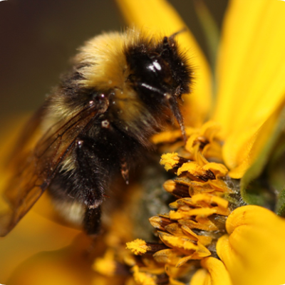 Gypsy Cuckoo Bumble Bee - Sheila Colla