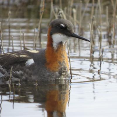 Red-necked Phalarope - Alvan Buckley