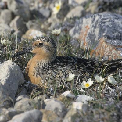 Red Knot Rufa subspecies - Jim Richards