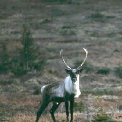 Northern Mountain Caribou - Richard Popko