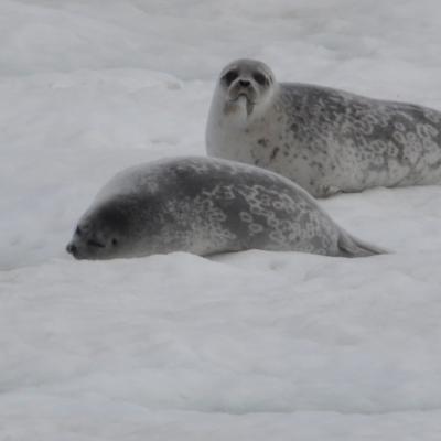 Ringed Seal - Stephen Petersen