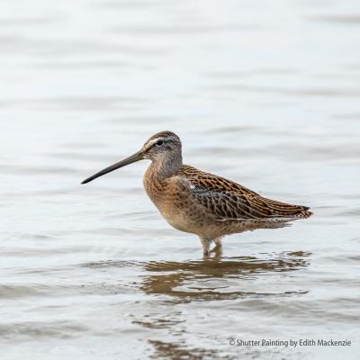 Short-billed Dowitcher - edith-mackenzie iNaturalist cc BY-NC