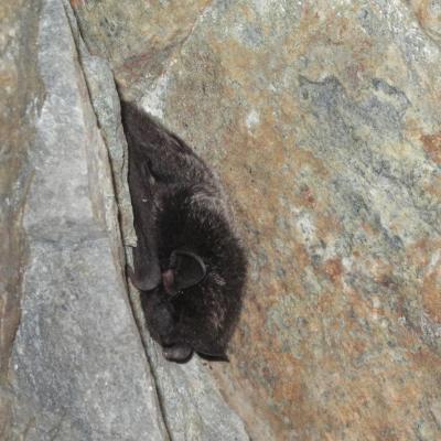 Silver-haired Bat - Cori Lausen