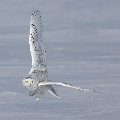 Snowy Owl credit Gordon Court