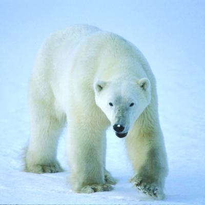 Polar Bear - Gordon Court