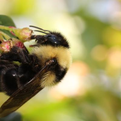 Suckley's Cuckoo Bumble Bee - Cory Sheffield
