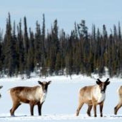 Boreal Caribou - John Nagy/GNWT