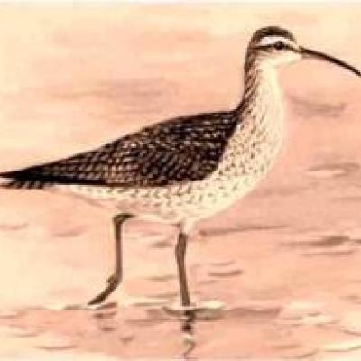 Eskimo Curlew