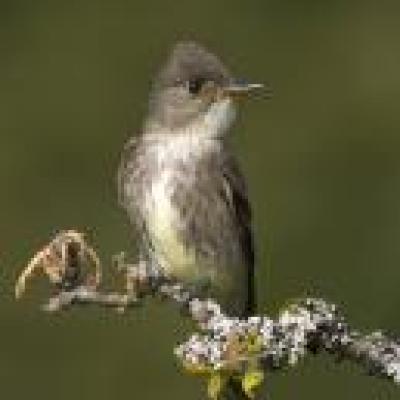 Olive-sided Flycatcher - Tim Zurowski