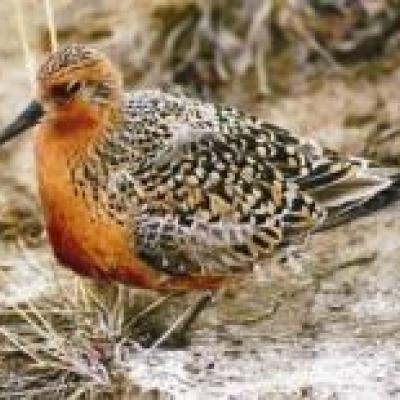 Red Knot - Jennie Rausch