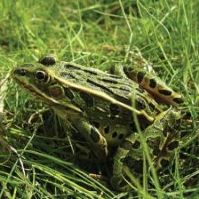 Northern Leopard Frog - Kris Kendell