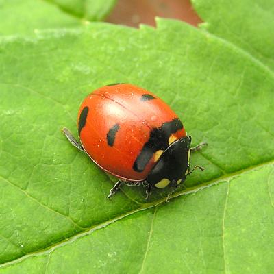 Transverse Lady Beetle - Henri Goulet