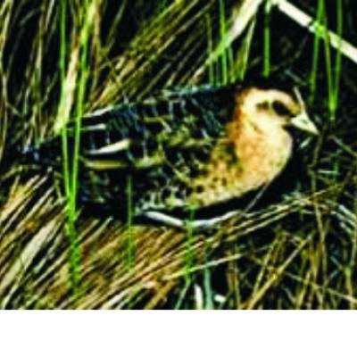 Yellow Rail - Jacques Brisson