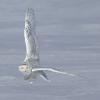 Snowy Owl credit Gordon Court