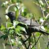 Rusty Blackbird - Samuel Denault