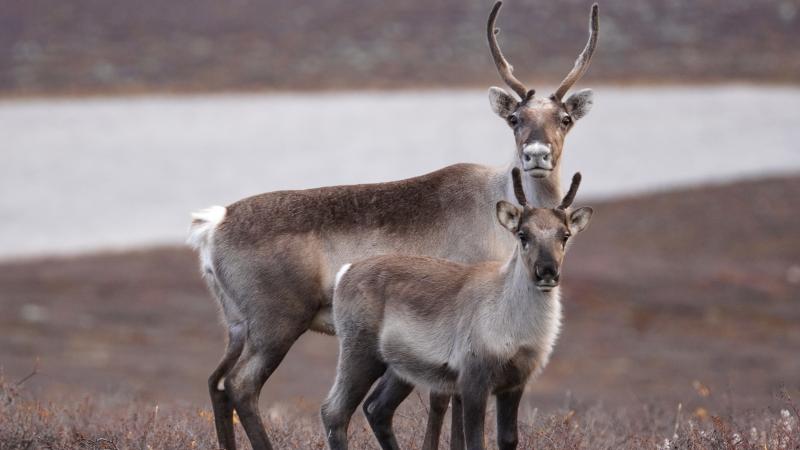 Beverly caribou, Lac de Gras, NWT. Credit: Petter Jacobsen