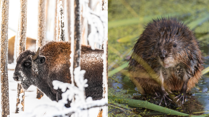 bison_-_muskrat