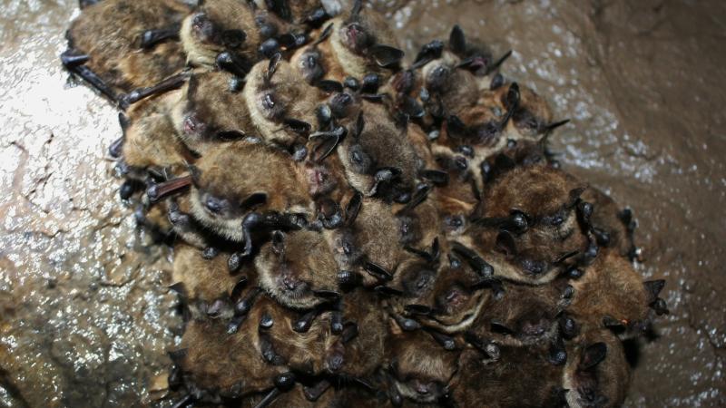 Myotis Spp. Credit: J. Reimer
