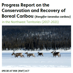 Boreal caribou progress report